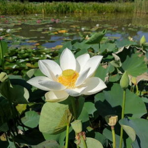 Loto Nelumbo 'Mario Zanfardino'