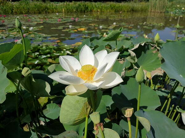 Loto Nelumbo 'Mario Zanfardino'