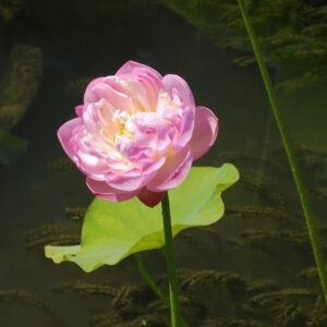 Loto Nelumbo 'Moonlight'