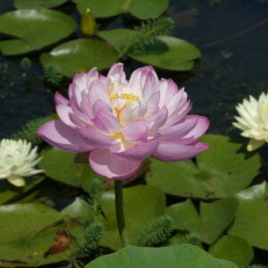 Loto Nelumbo 'Moonlight'