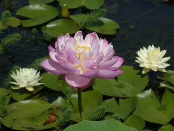 Loto Nelumbo 'Moonlight'