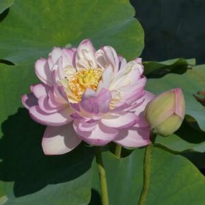 Loto Nelumbo 'Moonlight'
