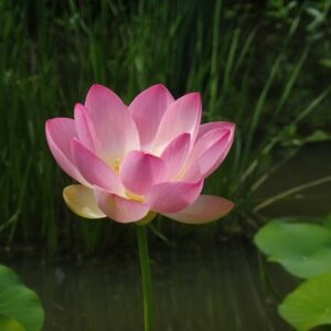 Loto Nelumbo 'Ohga Hasu'