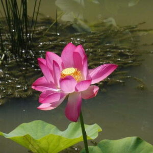 Loto Nelumbo 'Osiris'