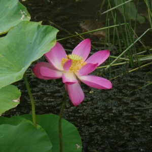 Loto Nelumbo 'Pekinensis Rubra'