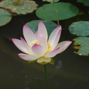 Loto Nelumbo 'Pink And Yellow'