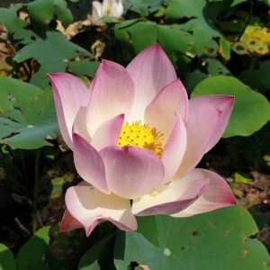 Loto Nelumbo 'Pink And Yellow'
