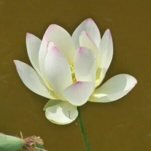 Loto Nelumbo 'Pink And Yellow'