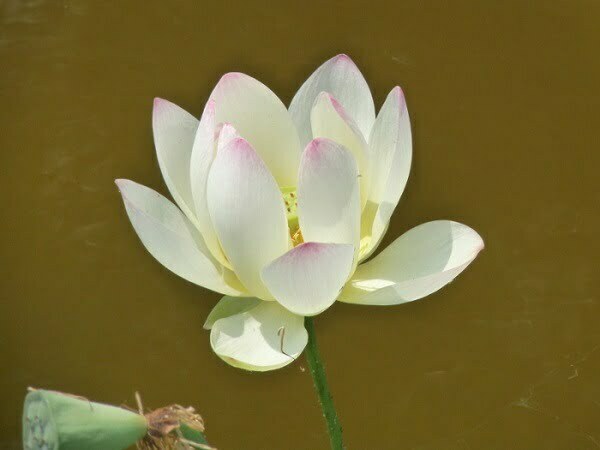 Loto Nelumbo 'Pink And Yellow'