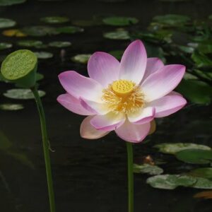Loto Nelumbo 'Pulchra'