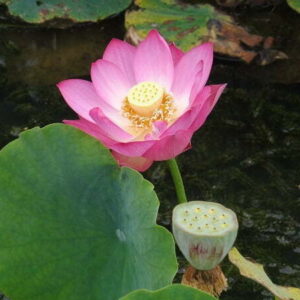 Loto Nelumbo 'Red Children'