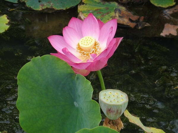 Loto Nelumbo 'Red Children'
