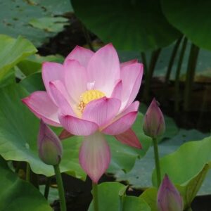 Loto Nelumbo 'Red Children'