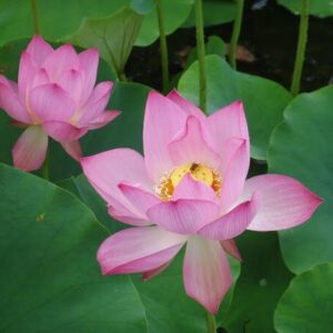 nelumbo-red-children