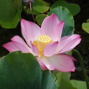 Loto Nelumbo 'Red Children'