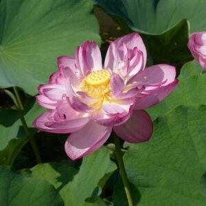 Loto Nelumbo 'Rosa Turm'