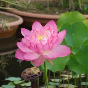 Loto Nelumbo 'Rosea Plena'