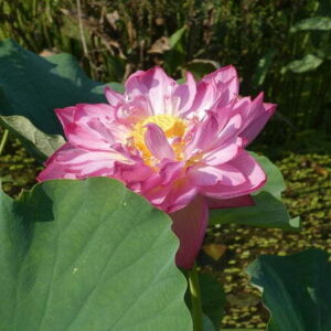 Loto Nelumbo 'Sharon'