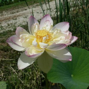 Loto Nelumbo 'Strawberry Blonde'