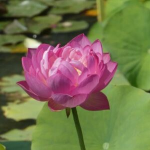nelumbo-tao-hong-su-ju-3