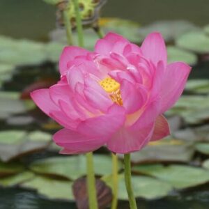 Loto Nelumbo 'Tao Hong Su Yu'