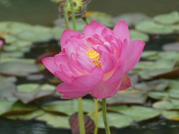 nelumbo-tao-hong-su-ju