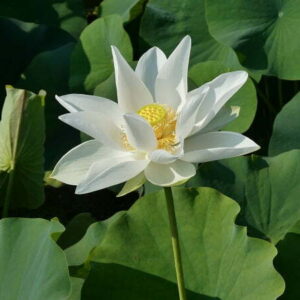 Loto Nelumbo 'White Triangle'