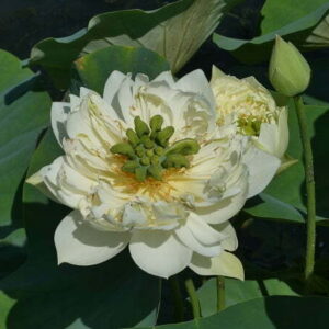 Loto Nelumbo 'Xi Shi Wan Cha'