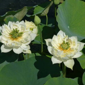 Loto Nelumbo 'Xi Shi Wan Cha'
