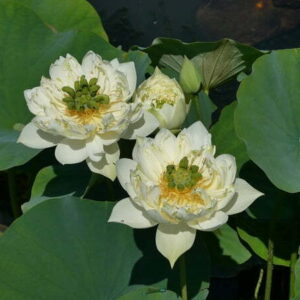 Loto Nelumbo 'Xi Shi Wan Cha'
