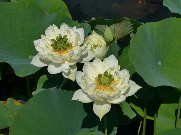 Loto Nelumbo 'Xi Shi Wan Cha'