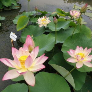 Loto Nelumbo 'Xin De Lian'