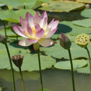 Loto Nelumbo 'Xin De Lian'