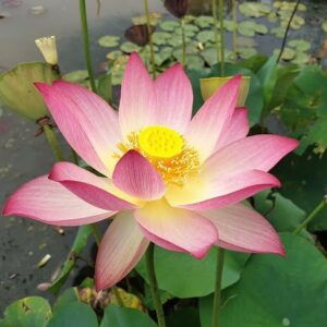 Loto Nelumbo 'Xin De Lian'