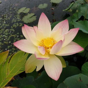 Loto Nelumbo 'Zazhong San Yanse'