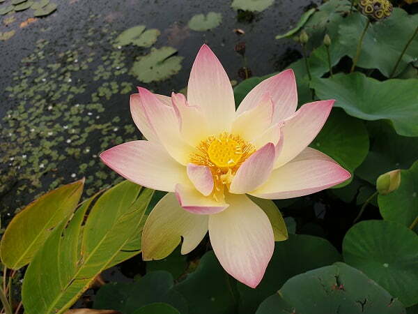 Loto Nelumbo 'Zazhong San Yanse'