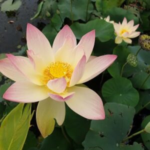 Loto Nelumbo 'Zazhong San Yanse'