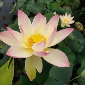 Loto Nelumbo 'Zazhong San Yanse'