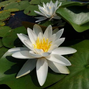 Ninfea Alba Plenissima