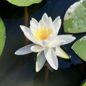 Ninfea Alba Plenissima
