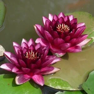 Ninfea Nymphaea 'Almost Black'