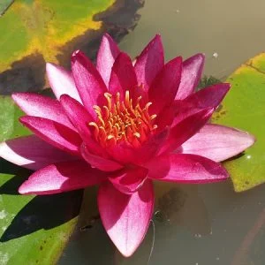 Ninfea Atropurpurea