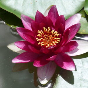ninfea-attraction-3