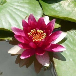 Ninfea Nymphaea 'Attraction'
