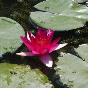 Ninfea Nymphaea 'Bateau'