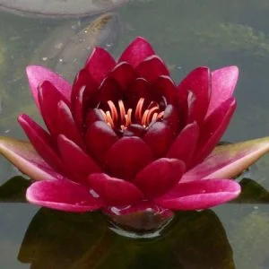 Ninfea Nymphaea 'Black Princess'
