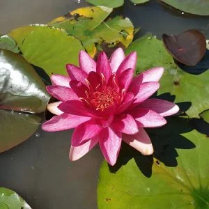 Ninfea Nymphaea 'Burgundy Princess'