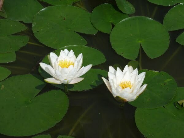 Ninfea Candida