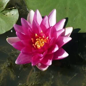 Ninfea Nymphaea 'Charles de Meurville'