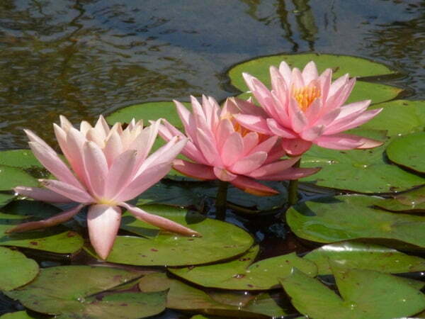 Ninfea - Nymphea - Nymphea - Piante acquatiche - Ninfea - Nymphea - Acquatiche